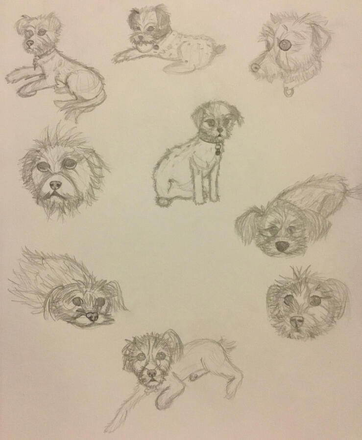 Animals Sketch
