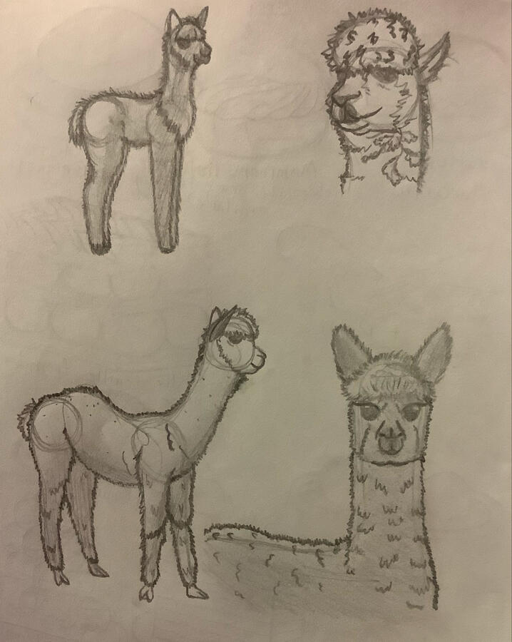 Alpaca Sketches 2