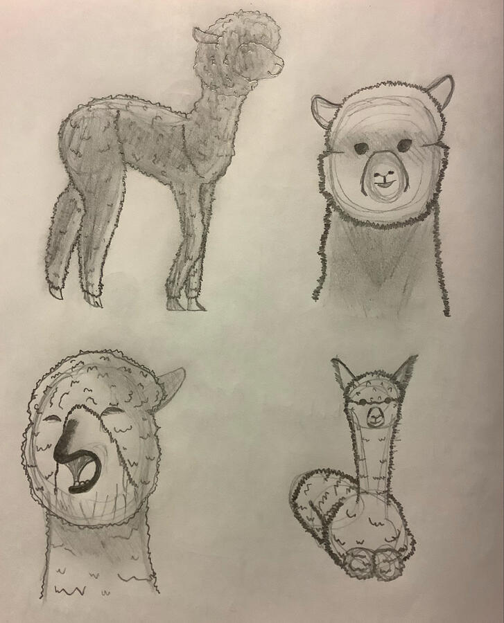 Alpaca Sketches 1