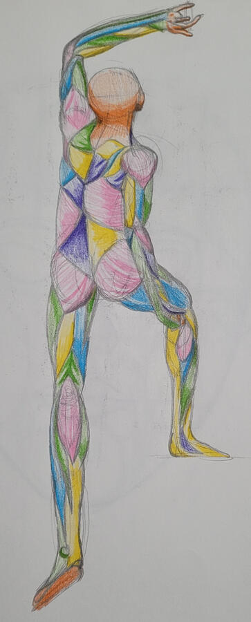 Muscle Study Back