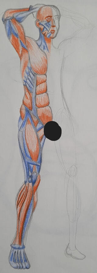 Muscle Study Front
